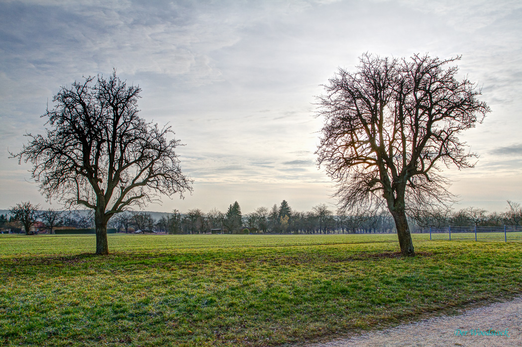 Bäume, Mittelfranken