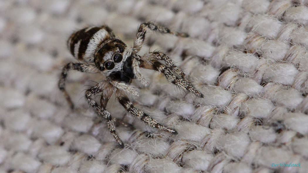 Zebraspringspinne - in den Augen spiegelt sich das Makroringlicht